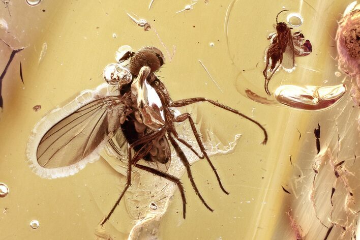 Fossil Long-Legged Fly and Dark-Winged Fungus Gnat in Baltic Amber #346616